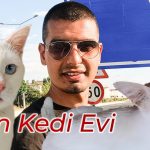 Van Kedi Evi Ziyareti: Van Kedisi Hakkında Detaylar